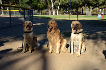 3 well-behaved dogs